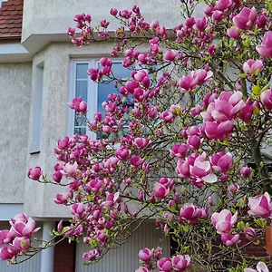  Apartament Magnolia